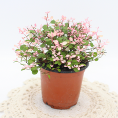 [골든플랜트] 핑크트리안 넝쿨식물 소품 공기정화 인테리어 반려식물, 1개