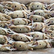 삼점게 암게 3kg 6kg, 1박스, 삼점게3kg