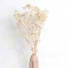 화연양화 프리저브드플라워 안개꽃 8색 시들지않는생화 디퓨저꽃, 01 크림