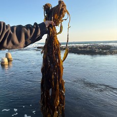 철따라농산물 당일채취 기장 생 물미역 해조 1kg 2kg, 1개, 물미역1kg