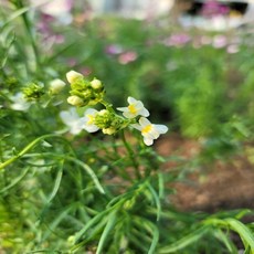 [나은식물원][애기금어초] 화이트 10cm 2포트