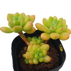 [앨리다육코리아] 통통하고 둥글둥글한 잎이 귀여운 다육식물 샹그릴라 화분크기 6cm