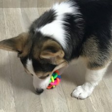 우깡몰 애완용 딸랑이 라인볼 애견 발톱 관리 용품