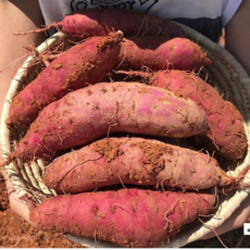 해남꿀고구마 세척고구마 꿀맛, 1개, 5kg
