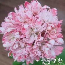 해처럼 스텔라 한국제라늄