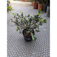 新中港 絹之舞-皋月杜鵑盆栽，美化居家空間，易於照料，提升生活品味, 1顆