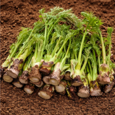 [하루30박스한정] 향긋신선 아삭한 국내산 땅두릅, 1박스, 250g