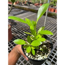 帛琉國花 Bikkia palauensis 茜草科 種苗, 實生A