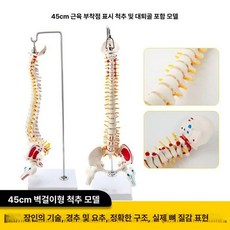 뼈모형 기본형 해골 교육용 골격, 45cm 골격+근육+무릎골격, 1개, 기본 색상