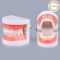 GOLDMEME 모형이빨 입모형