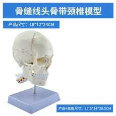 두개골 경추 모형 과학실 목뼈 교육 실습 머리뼈, 뼈 솔기 두개골은 경추를 가지고 있습니다