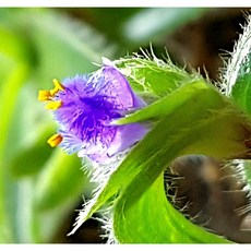 팅커벨 꽃이예쁜 솜털달개비(아프리카식물), 1개