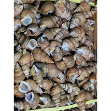 생물/급냉 살고동 고추골뱅이 포항 골뱅이, 1개