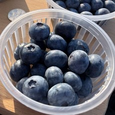 싱싱 국산 생 블루베리 국산 블루베리 생과 국내산블루베리 국내산생블루베리, 2개, 100g 대과 16mm