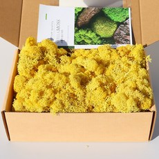 키득키득 공기정화식물 스텔라 모스이끼 물들인 옐로우 레몬 200g, 없음, 1개