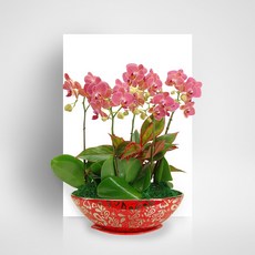 살구향MTFF017, 서울특별시／광역시／경기도, 베이직, 필요없음