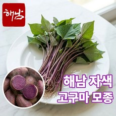 더맛곳간 국내산 해남 자색고구마 모종 고구마순 종근 종순 종자 자색고구마, 1개, 3kg