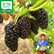 친환경 국산 햇 과상오디 뽕나무 열매 급냉 고당도 산지직송, 1개, 600g