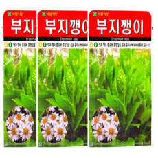 부지깽이 씨앗 3봉 세트 섬쑥부쟁이 울릉도 산나물 약초씨앗, 1개