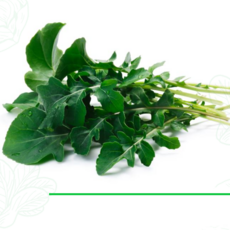 GAP 하랑하제 루꼴라 로케트 샐러드 산지직송 당일발송, 1개, 1kg