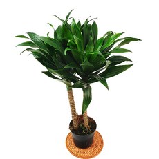 소예방 쌍둥이콤팩타 (중대품) 싱그러운식물 키우기좋은식물 키우기쉬운식물, 1개