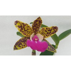 [신라난농원]카틀레야 '스위트 드레곤' Cattleya 'Sweet Dragon' 진한갈색점박이의 핑크색립프.좋은향기.꽃이너무예뻐요.고급종.인기품종.필독뒷사진참고, 1개