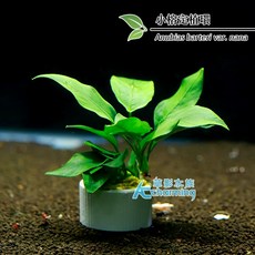 AC草影 小榕 水草造景 盆裝陰性水草, 1個, 小榕定植環