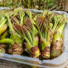 [초특가할인] 두릅 참두릅 국내산 햇 참두릅 제철 참두릅, 1박스, 300g