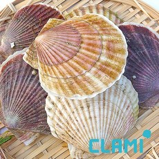 [클래미] 참가리비 1kg, 1개, 가리비 믹스(5~13미 내외) 1kg