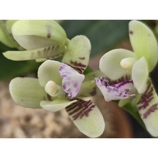 [꽃밭에서 난원] 풍란/풍란부귀란(청옥환 보급종 1개), 1개