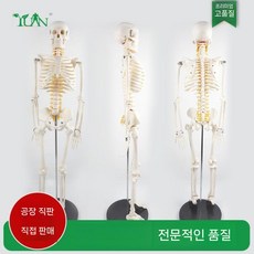 사람 골격 모형 인간 실험실 교육 뼈 해골 인체 과학실 전신 실습 해부학, 85cm 컬러 스탠드 신경 디스크 근육+인대, 1개, 기본 색상