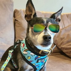 냥글라스 강아지 고양이 고글 19337649, 1개, 4-애완선글라스-노랑