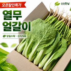 어린열무 얼갈이 김치재료 세트 4kg 김치용 겉절이용 포천 산지직송, 1개, 어린열무6kg