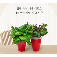 [팜팜 수경재배 체험세트 1+1] 가정 유치원 어린이집 학교에서 손쉽게 수경재배를 체험해 보세요., 1개