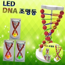 유전자구조학습생물실험 무지개점멸LED초등고학년DNA조명등 생명과학실험방과후과학DNA이중나선조명