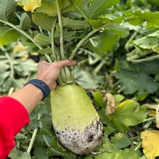 제주 흙 월동무 3kg (1-3개) (Araium)