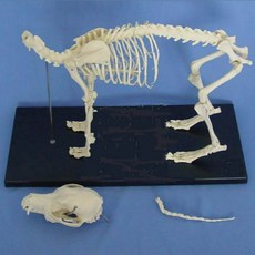 강아지 골격 모형 뼈 동물병원 의학 수업 관절 수의학 표본 해부학 교구, 1개
