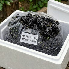 2026년 국산 햇 오디 대용량 과상오디 고창오디, 1개, 5kg