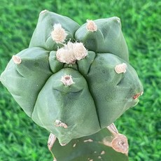 綜合款仙人掌 新手適用綠植 易於照料點綴居家空間, 1個, 龜甲鸞鳳玉-05