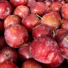 [힘찬열매] 제철 왕자두 추희 자두, 1개, 중소과 500g