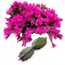 봄원종 핫핑크 커팅 수입 게발선인장 공기정화식물, 1개, 단일