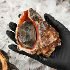 그대의밥상 국내산 자연산 생물 참소라 1kg, 1개, 대 (3미 내외)