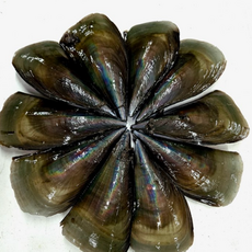 자연가득 쫄깃쫄깃 감칠맛 손질 키조개살 1kg 20미내외 날개살 꼬리살 내장 관자포함, 키조개 원물 5미(소 ／ 20cm내외)