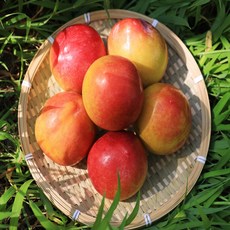 청담농수산 직접선별 고당도 추희 자두, 1개, 2kg 중과 (정품)