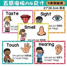 番茄 兒童英語五感感官海報five senses 早教教學教具教師課堂教室布置, 1個, 感官海報five senses 早教教學