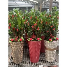 造型招財金錢樹盆栽, 1個