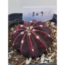 [가람다육] 무자막소니 선인장, 1개, 무자막소니309