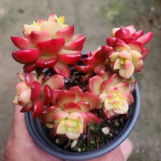 아기자기 [예쁜다육이 38종] 기간, 9번-[ 매직잼골드 ]