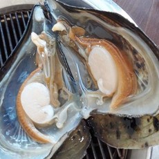 생물 키조개 관자 구이 회 5미, 1개, 5미(개당 20cm 내외)