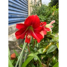 孤挺花 朱頂紅 開花球莖 5公分以上, A項裸球莖